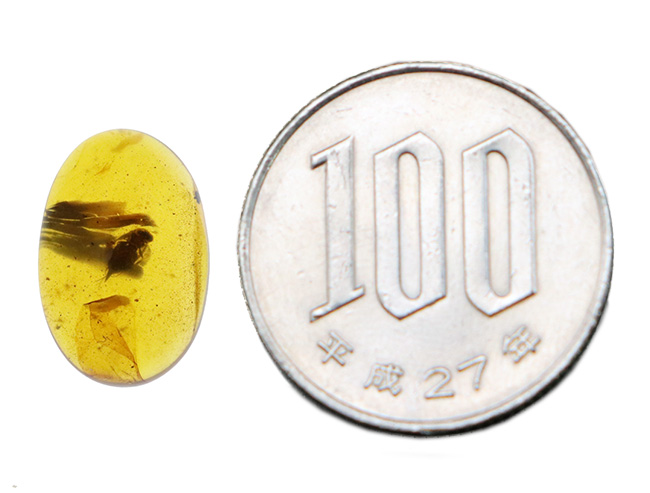 美しいオーバル型、恐竜時代の琥珀、虫が一匹内包されたミャンマー産のバーマイト（Burmite）（その9）