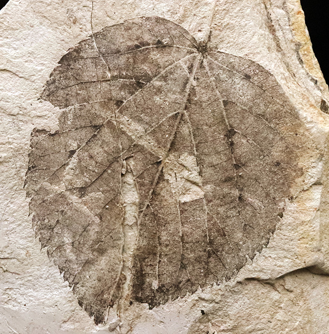 大きい、珍しい！岩手県雫石町・用ノ沢産ウダイカンバと思しき、木の葉の化石（その1）