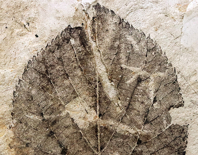 大きい、珍しい！岩手県雫石町・用ノ沢産ウダイカンバと思しき、木の葉の化石（その3）