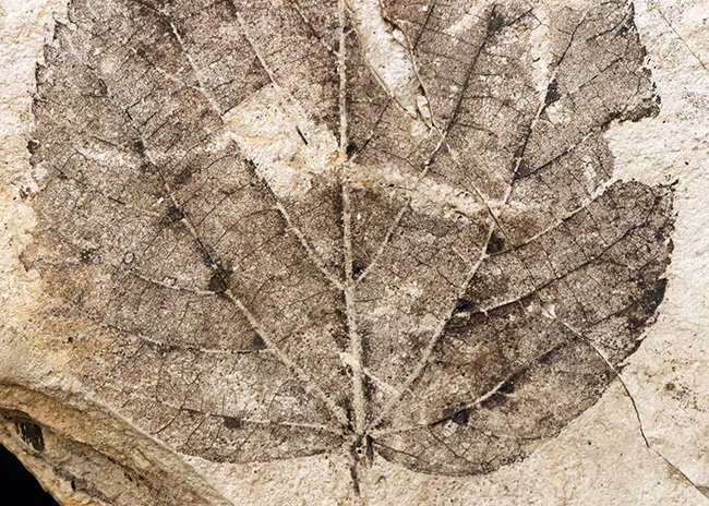 大きい、珍しい！岩手県雫石町・用ノ沢産ウダイカンバと思しき、木の葉の化石（その4）