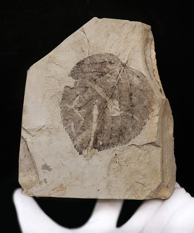 大きい、珍しい！岩手県雫石町・用ノ沢産ウダイカンバと思しき、木の葉の化石（その5）