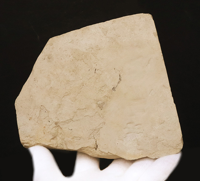 大きい、珍しい！岩手県雫石町・用ノ沢産ウダイカンバと思しき、木の葉の化石（その6）