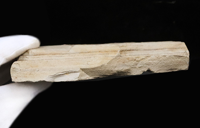 大きい、珍しい！岩手県雫石町・用ノ沢産ウダイカンバと思しき、木の葉の化石（その7）