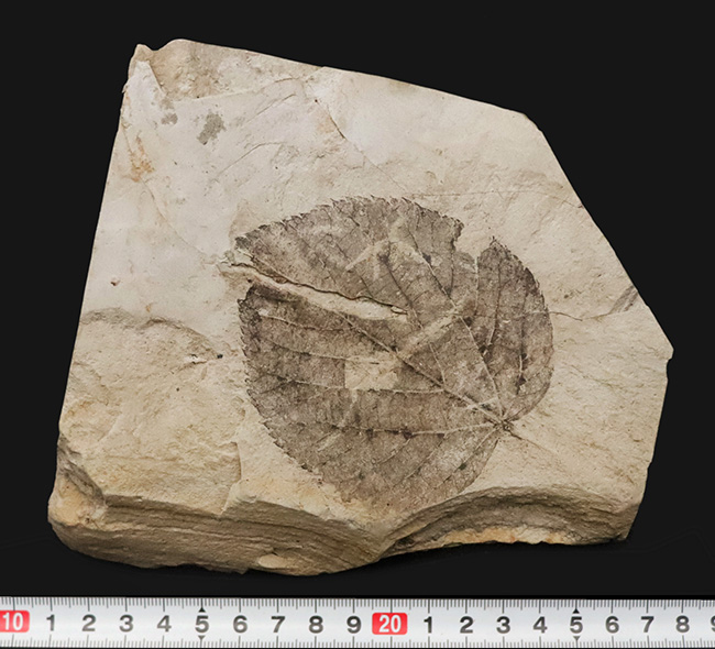 大きい、珍しい！岩手県雫石町・用ノ沢産ウダイカンバと思しき、木の葉の化石（その8）