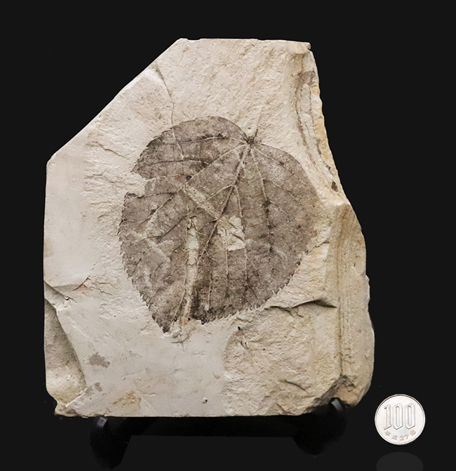 大きい、珍しい！岩手県雫石町・用ノ沢産ウダイカンバと思しき、木の葉の化石（その9）