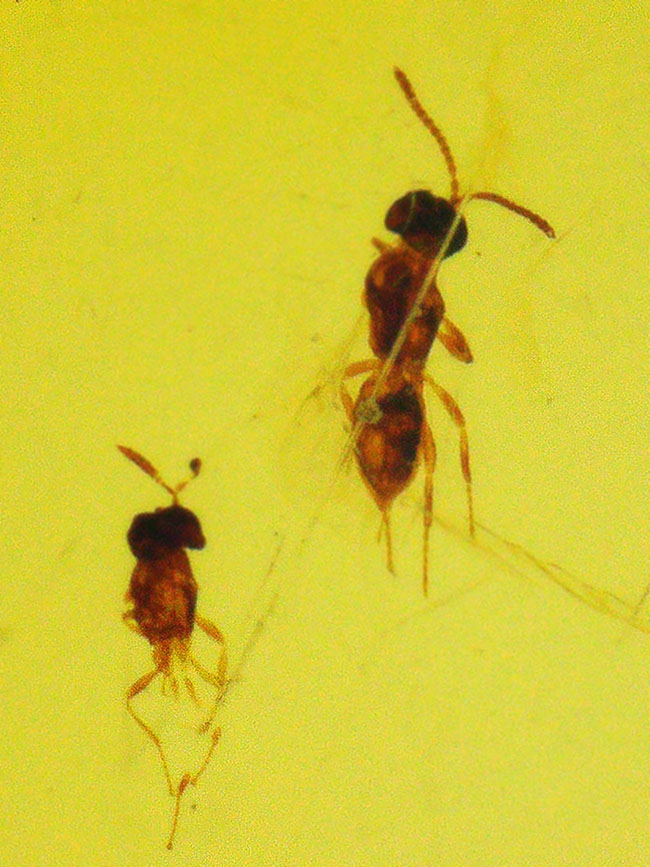 2センチ超え! 高い透明度で虫も明瞭に観察できる、白亜紀の貴重な琥珀……バーマイト(Burmite)(その1)