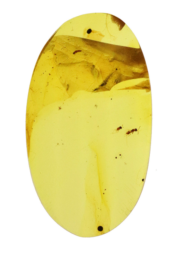 2センチ超え! 高い透明度で虫も明瞭に観察できる、白亜紀の貴重な琥珀……バーマイト(Burmite)(その2)