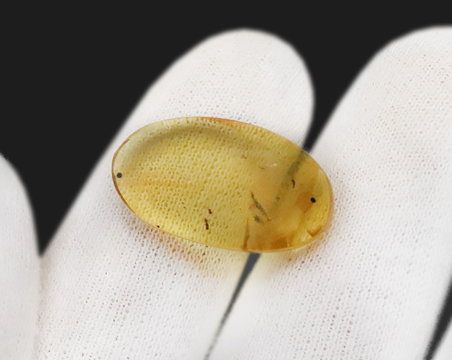2センチ超え! 高い透明度で虫も明瞭に観察できる、白亜紀の貴重な琥珀……バーマイト(Burmite)(その6)
