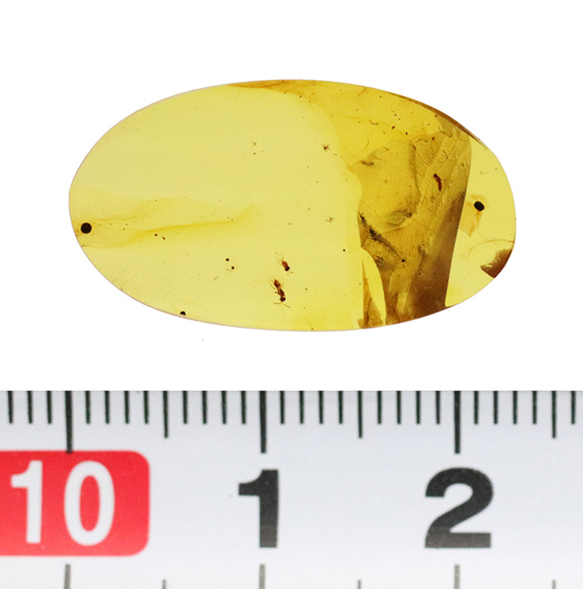 明石　湊 No123 （ナンバーヒャクニジュウサン） - 山陽明石/スイーツ