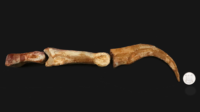 恐竜化石コレクター垂涎の逸品！コレクション価値を飛躍的に高める