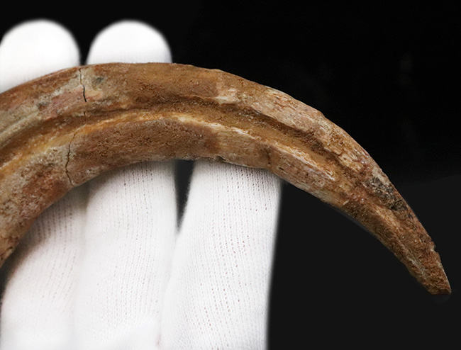 サンチェス スピノサウルス ハンドクロウ かぎ爪 化石 恐竜 1071 恐竜化石コレクター垂涎の逸品！コレクション価値を飛躍的に