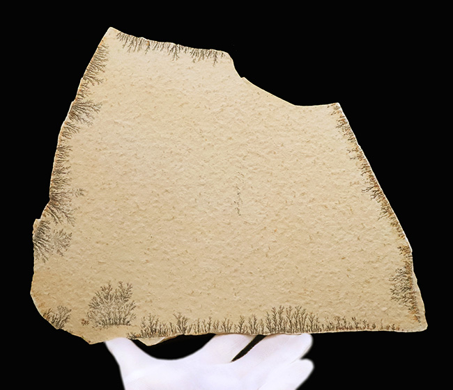 サービスプライス！世界的な名産地、ドイツ・ゾルンホーフェンが生み出した、深遠なナチュラルアートデンドライト（Dendrite）の大判標本（その5）