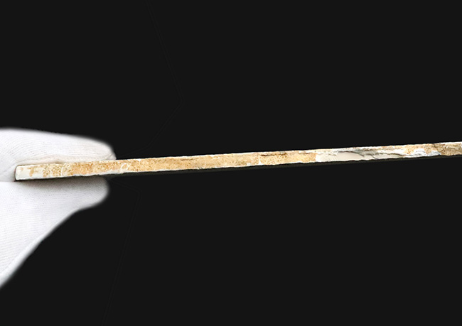 サービスプライス！世界的な名産地、ドイツ・ゾルンホーフェンが生み出した、深遠なナチュラルアートデンドライト（Dendrite）の大判標本（その6）