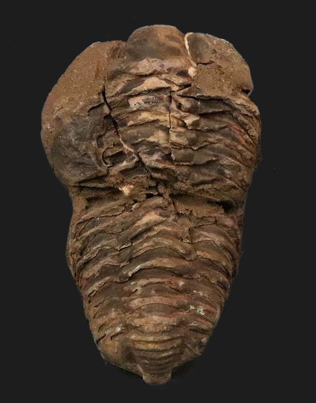 10cm超！深く刻まれた体節。モロッコ産三葉虫「ディアカリメネ（Diacalymene ouzregui）」の直伸標本（その1）