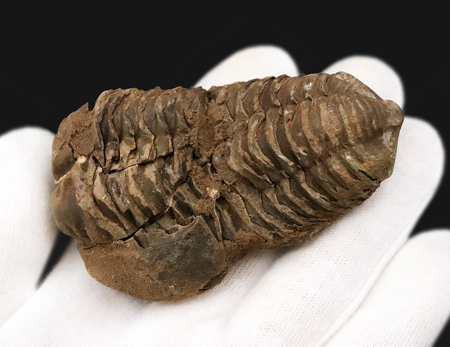 10cm超！深く刻まれた体節。モロッコ産三葉虫「ディアカリメネ（Diacalymene ouzregui）」の直伸標本（その2）