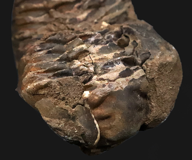 10cm超！深く刻まれた体節。モロッコ産三葉虫「ディアカリメネ（Diacalymene ouzregui）」の直伸標本（その3）