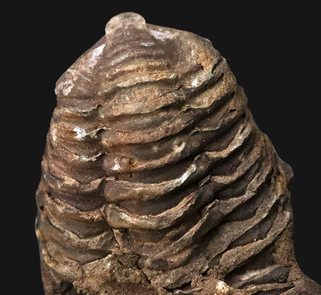 10cm超！深く刻まれた体節。モロッコ産三葉虫「ディアカリメネ（Diacalymene ouzregui）」の直伸標本（その4）