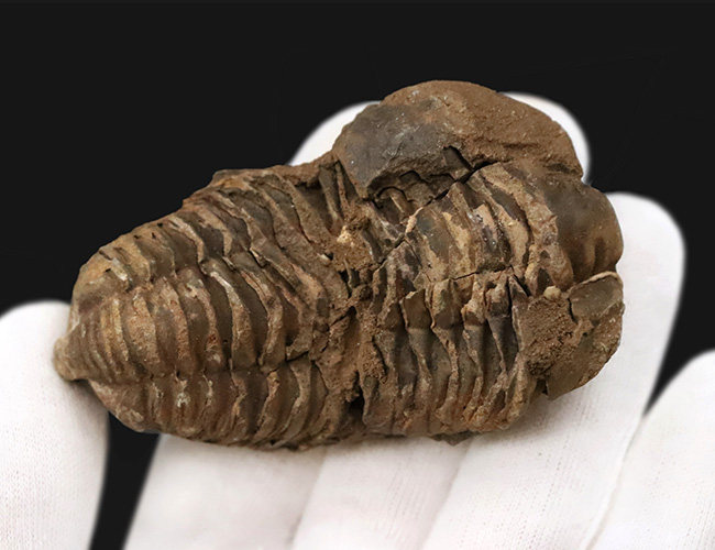 10cm超！深く刻まれた体節。モロッコ産三葉虫「ディアカリメネ（Diacalymene ouzregui）」の直伸標本（その5）