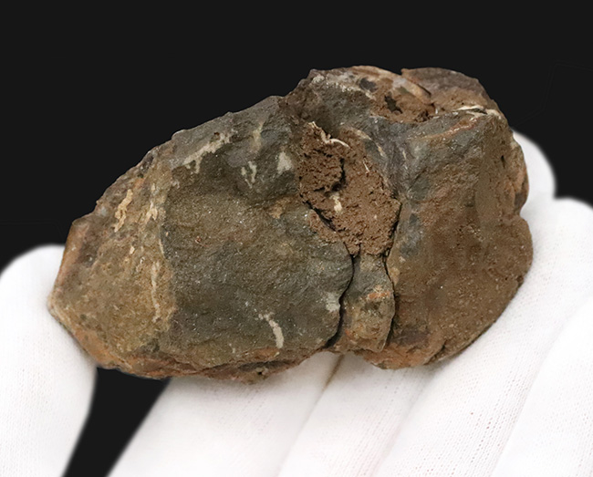 10cm超！深く刻まれた体節。モロッコ産三葉虫「ディアカリメネ（Diacalymene ouzregui）」の直伸標本（その6）