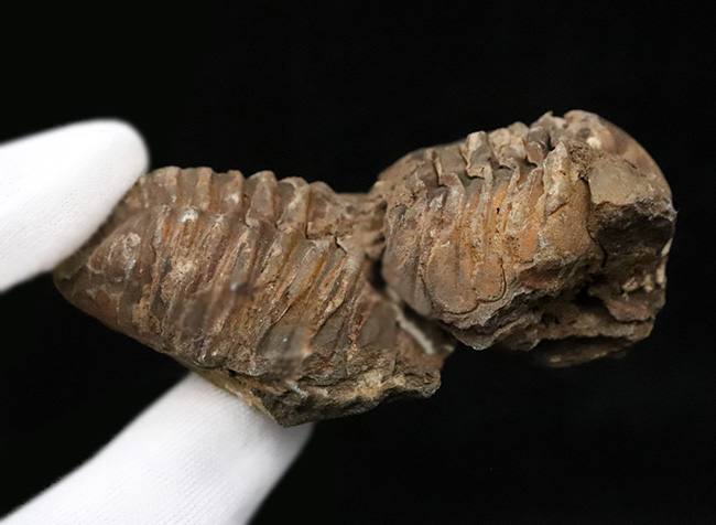 10cm超！深く刻まれた体節。モロッコ産三葉虫「ディアカリメネ（Diacalymene ouzregui）」の直伸標本（その7）