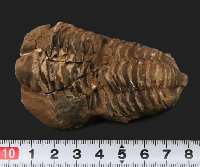 10cm超！深く刻まれた体節。モロッコ産三葉虫「ディアカリメネ（Diacalymene ouzregui）」の直伸標本（その8）