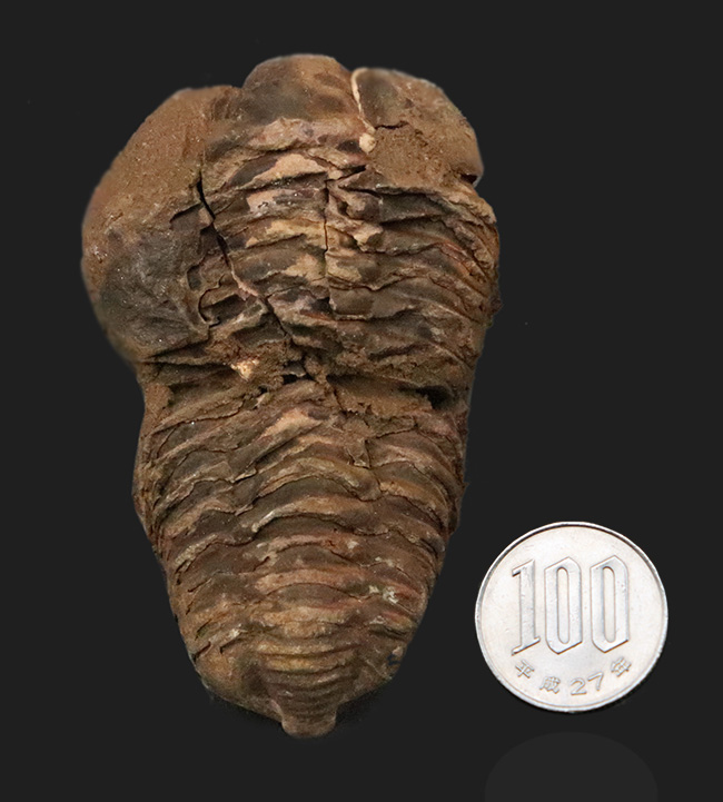 10cm超！深く刻まれた体節。モロッコ産三葉虫「ディアカリメネ（Diacalymene ouzregui）」の直伸標本（その9）