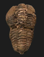 10cm超！深く刻まれた体節。モロッコ産三葉虫「ディアカリメネ（Diacalymene ouzregui）」の直伸標本