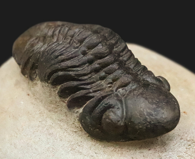 この頭鞍部（グラベラ）を見れば一目でそれと分かる、個性的な三葉虫、リードプス（Reedops）（その1）