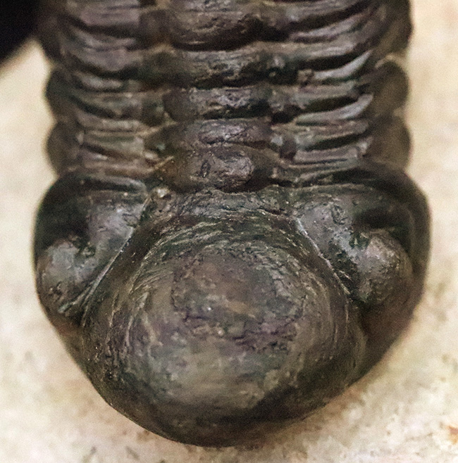 この頭鞍部（グラベラ）を見れば一目でそれと分かる、個性的な三葉虫、リードプス（Reedops）（その10）