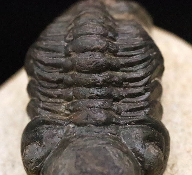 この頭鞍部（グラベラ）を見れば一目でそれと分かる、個性的な三葉虫、リードプス（Reedops）（その11）