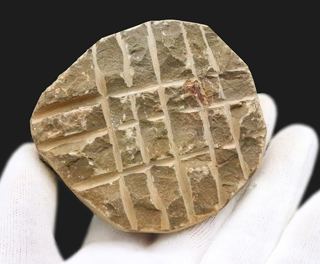 この頭鞍部（グラベラ）を見れば一目でそれと分かる、個性的な三葉虫、リードプス（Reedops）（その12）