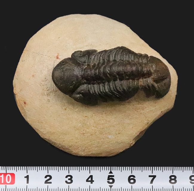 この頭鞍部（グラベラ）を見れば一目でそれと分かる、個性的な三葉虫、リードプス（Reedops）（その13）