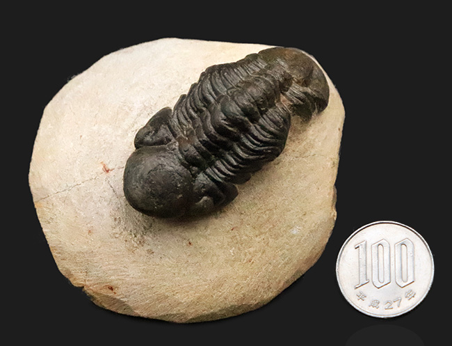 この頭鞍部（グラベラ）を見れば一目でそれと分かる、個性的な三葉虫、リードプス（Reedops）（その14）