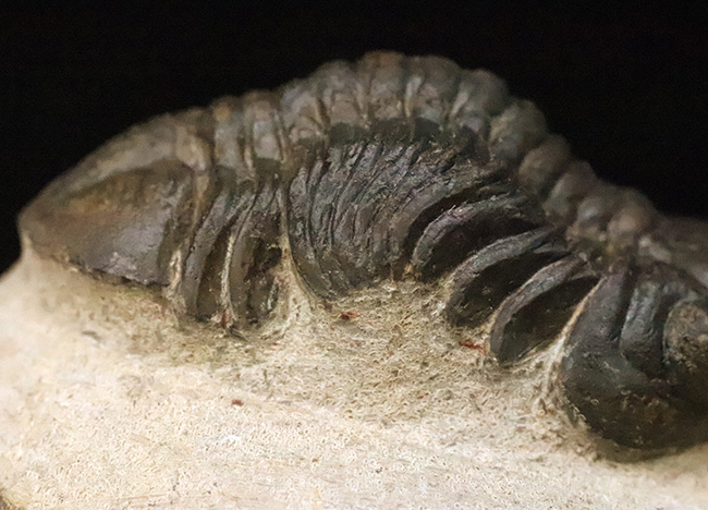 この頭鞍部（グラベラ）を見れば一目でそれと分かる、個性的な三葉虫、リードプス（Reedops）（その3）