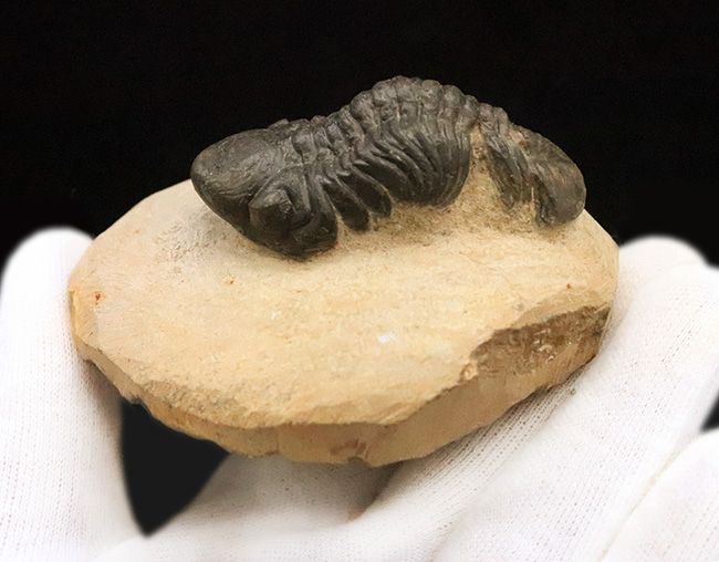 この頭鞍部（グラベラ）を見れば一目でそれと分かる、個性的な三葉虫、リードプス（Reedops）（その4）