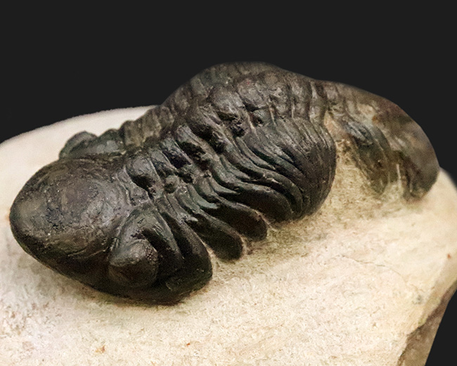 この頭鞍部（グラベラ）を見れば一目でそれと分かる、個性的な三葉虫、リードプス（Reedops）（その5）