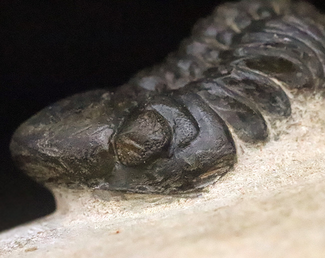 この頭鞍部（グラベラ）を見れば一目でそれと分かる、個性的な三葉虫、リードプス（Reedops）（その6）