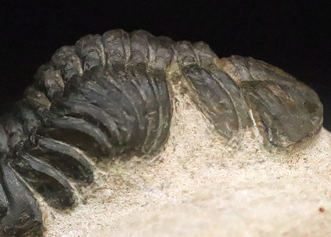 この頭鞍部（グラベラ）を見れば一目でそれと分かる、個性的な三葉虫、リードプス（Reedops）（その7）