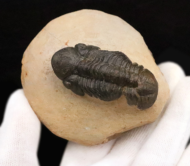 この頭鞍部（グラベラ）を見れば一目でそれと分かる、個性的な三葉虫、リードプス（Reedops）（その8）