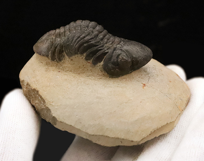 この頭鞍部（グラベラ）を見れば一目でそれと分かる、個性的な三葉虫、リードプス（Reedops）（その9）