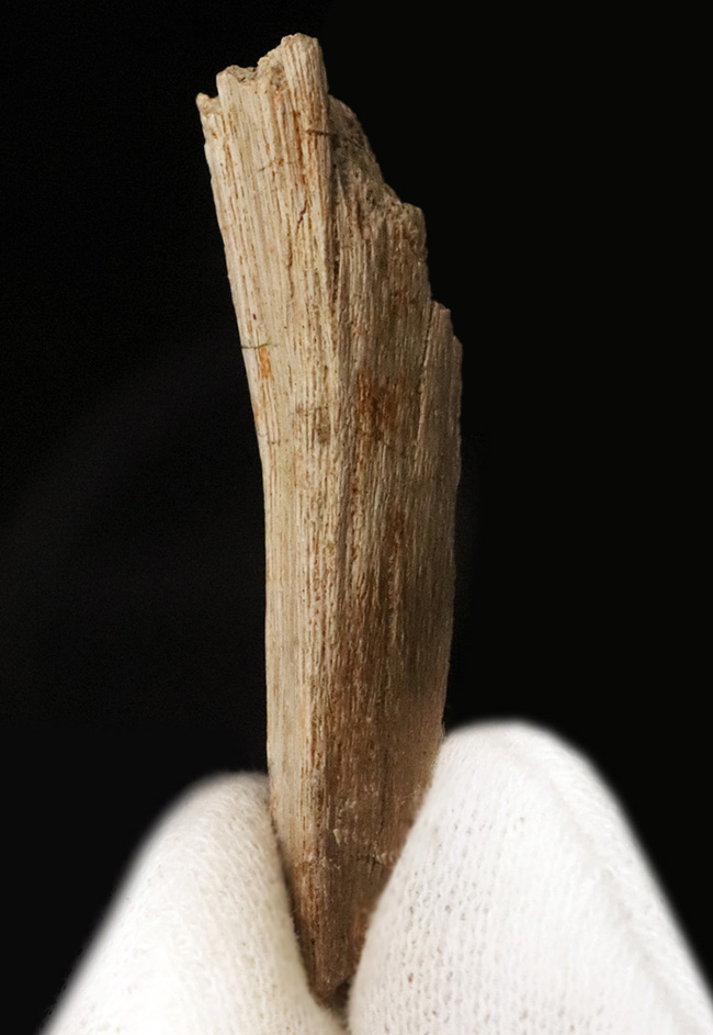 巨獣トリケラトプスの背中を支えた、強靭な「骨化腱（こつかけん）」の化石（その1）