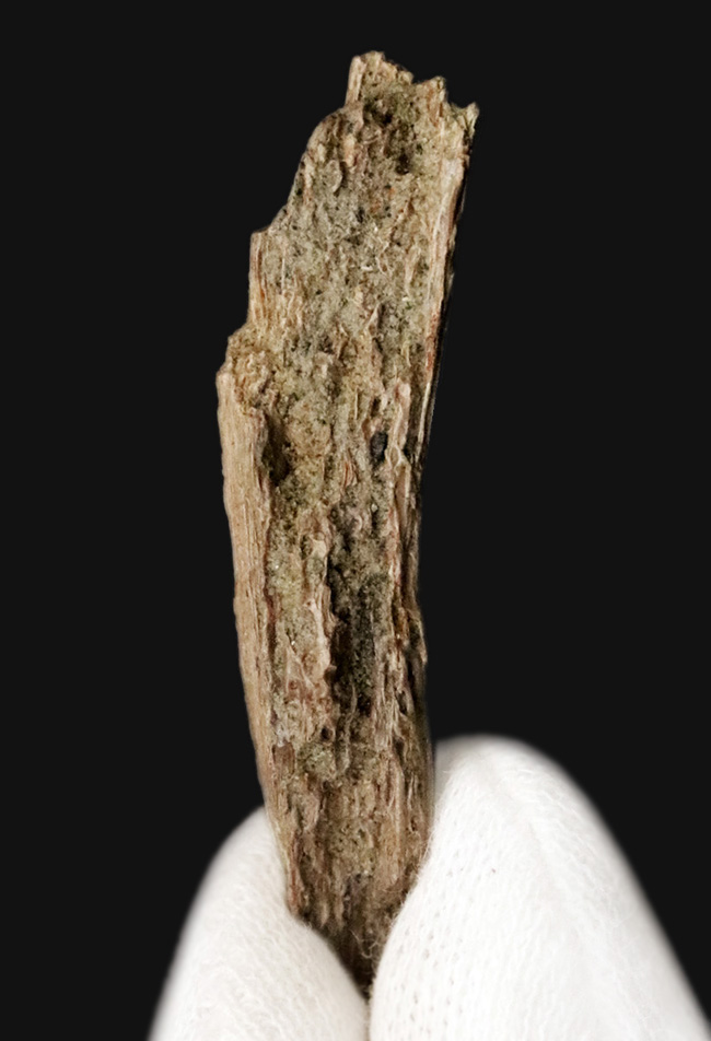 巨獣トリケラトプスの背中を支えた、強靭な「骨化腱（こつかけん）」の化石（その2）