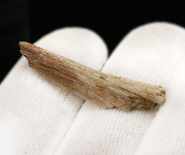 巨獣トリケラトプスの背中を支えた、強靭な「骨化腱（こつかけん）」の化石（その3）