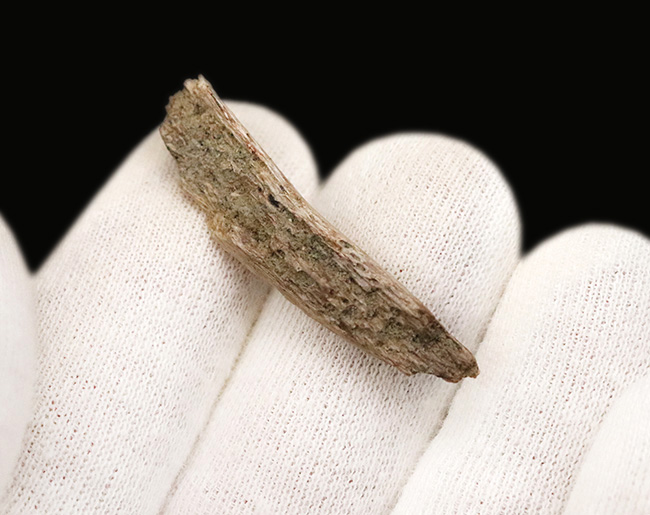 巨獣トリケラトプスの背中を支えた、強靭な「骨化腱（こつかけん）」の化石（その4）