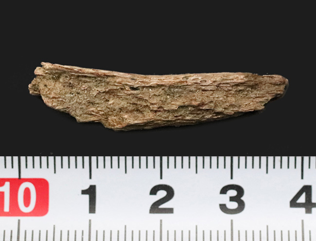 巨獣トリケラトプスの背中を支えた、強靭な「骨化腱（こつかけん）」の化石（その5）