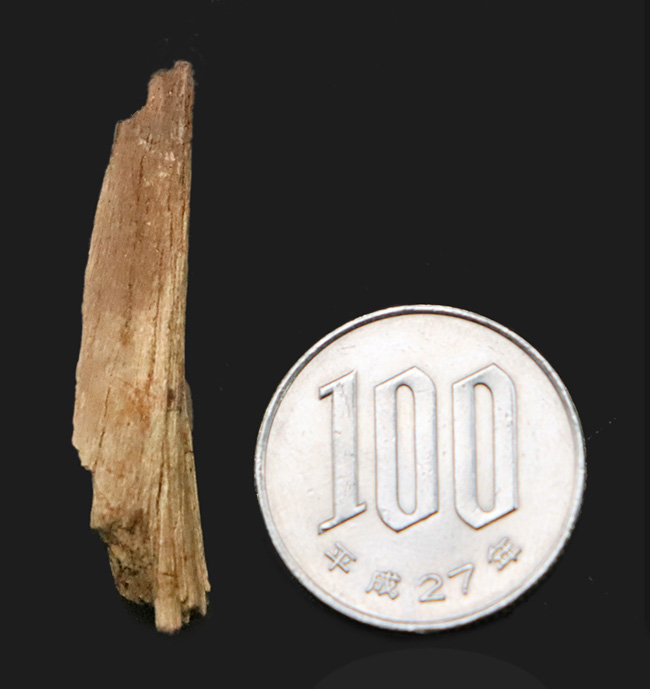 巨獣トリケラトプスの背中を支えた、強靭な「骨化腱（こつかけん）」の化石（その6）