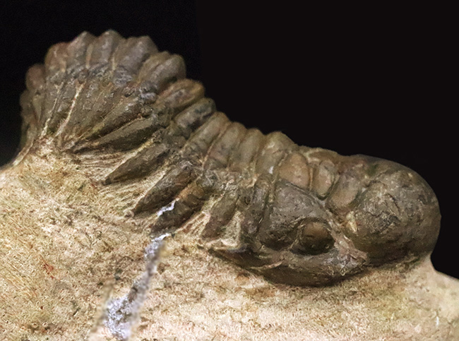 立体的なフォルムで、人気のモロッコ産の三葉虫、クロタロセファルス・ギブス（Crotalocephalus gibbus）（その1）