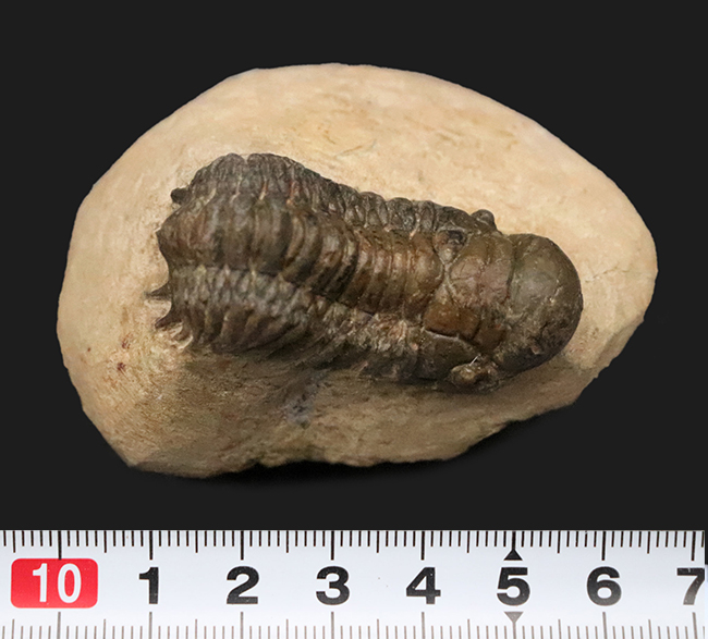 立体的なフォルムで、人気のモロッコ産の三葉虫、クロタロセファルス・ギブス（Crotalocephalus gibbus）（その10）