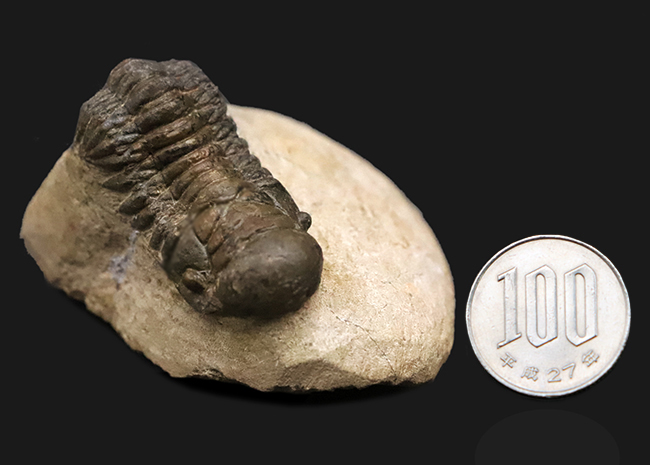 立体的なフォルムで、人気のモロッコ産の三葉虫、クロタロセファルス・ギブス（Crotalocephalus gibbus）（その11）