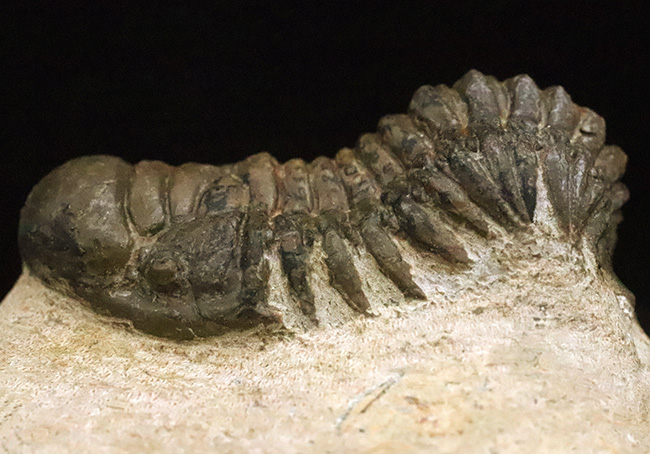 立体的なフォルムで、人気のモロッコ産の三葉虫、クロタロセファルス・ギブス（Crotalocephalus gibbus）（その2）